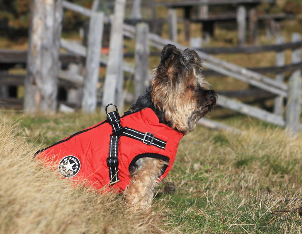 Hundemantel Rot image 6
