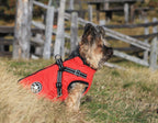 Hundemantel Rot image 6