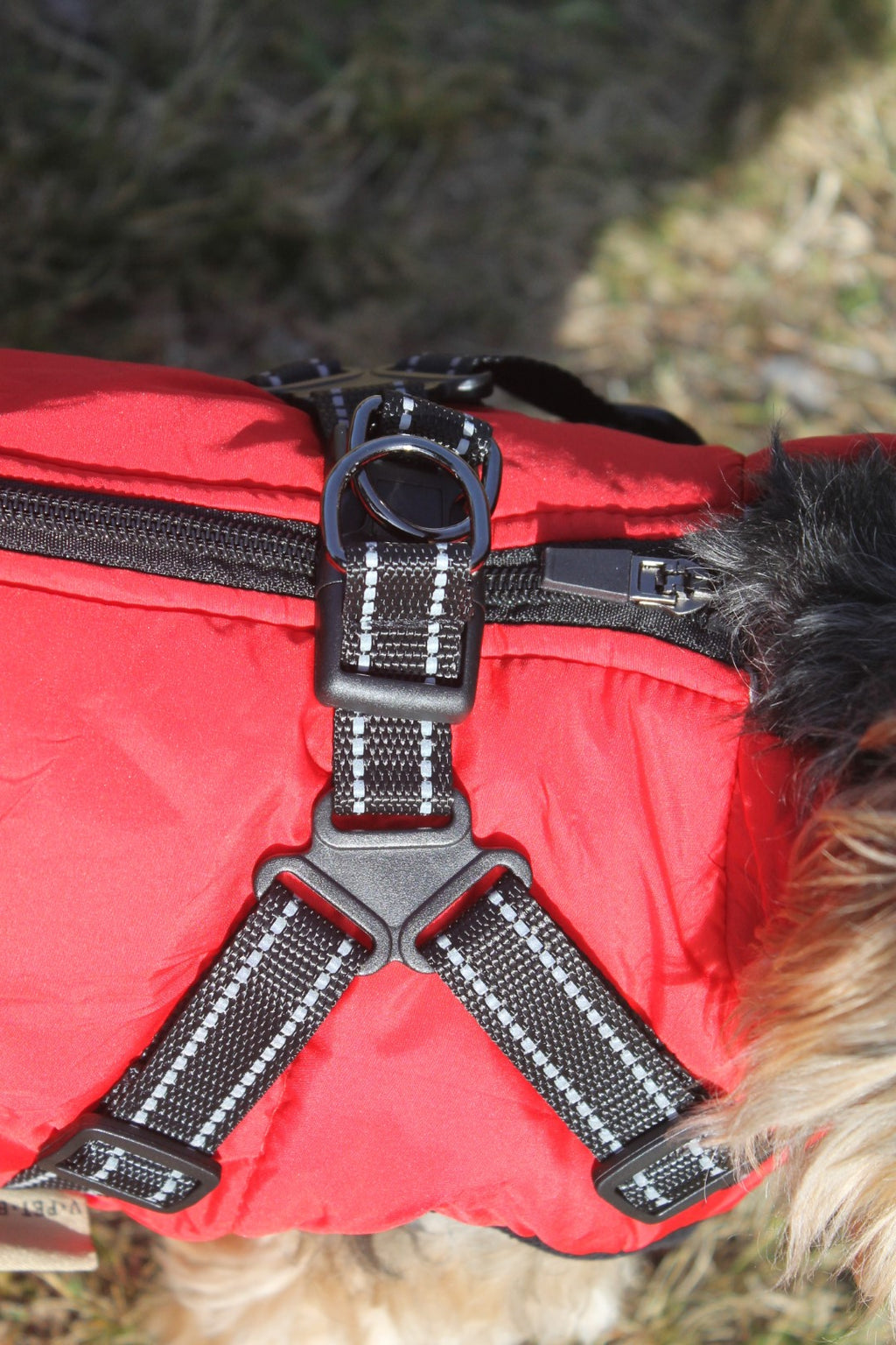 Hundemantel Rot image 2
