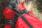 Hundemantel Rot image 1