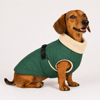Hundemantel gruen