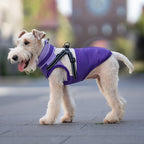 Hundemantel mit Geschirr lila